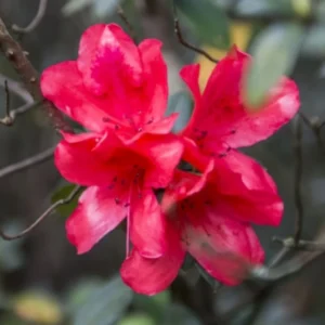 Live Azalea Plant, Cold Hardy Azalea Plant, Reblooming Flowering Azalea Shrub, Rhododendron Like, Azalea Bush for Outdoor Gardening