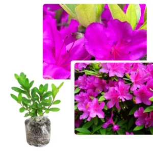 Live Azalea Plant, Cold Hardy Azalea Plant, Reblooming Flowering Azalea Shrub, Rhododendron Like, Azalea Bush for Outdoor Gardening