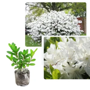 Live Azalea Plant, Cold Hardy Azalea Plant, Reblooming Flowering Azalea Shrub, Rhododendron Like, Azalea Bush for Outdoor Gardening