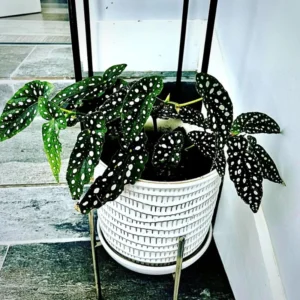 Begonia Maculata Plant, Begonia Polka Dot Live Plant, Angel Wing Begonia Houseplant, Cold Hardy Begonia Leaf With White Spots, 5-9 Inc, No Pot