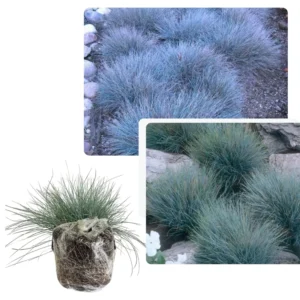 Grass Live, Ornamental Grass Plants Live Clumps - 6-12 Inc Tall - Grasses Live Plants Perennial for Planting, Cold Hardy