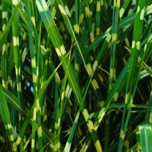 Grass Live, Ornamental Grass Plants Live Clumps - 6-12 Inc Tall - Grasses Live Plants Perennial for Planting, Cold Hardy