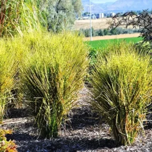 Grass Live, Ornamental Grass Plants Live Clumps - 6-12 Inc Tall - Grasses Live Plants Perennial for Planting, Cold Hardy