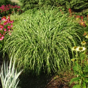 Grass Live, Ornamental Grass Plants Live Clumps - 6-12 Inc Tall - Grasses Live Plants Perennial for Planting, Cold Hardy