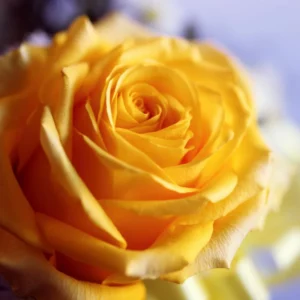 Fragrant Rose Bushes Plant Live, Rose Climbing Flower Trees, Live Roses Bushes Bare Root Ready to Plant, 5-10 Inc Tall