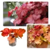 Heuchera Live Plant, Heuchera Coral Bells Live Plant, Heuchera Houseplant, Set of 2, 5-8 Inc Tall, Change Color Leaf Heuchera