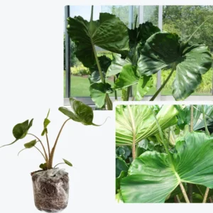 Elephant Ear Plants, Alocasia Colocasia Plant, Colocasia Alocasia Esculenta Taro for Indoor Outdoor Gardens, Dormant in Winter