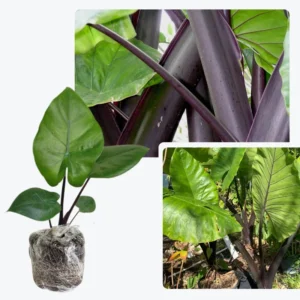 Elephant Ear Plants, Alocasia Colocasia Plant, Colocasia Alocasia Esculenta Taro for Indoor Outdoor Gardens, Dormant in Winter