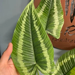 Elephant Ear Plants, Alocasia Colocasia Plant, Colocasia Alocasia Esculenta Taro for Indoor Outdoor Gardens, Dormant in Winter