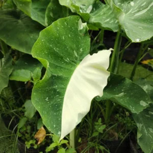 Elephant Ear Plants, Alocasia Colocasia Plant, Colocasia Alocasia Esculenta Taro for Indoor Outdoor Gardens, Dormant in Winter