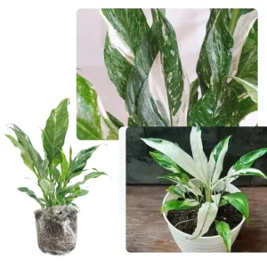 Peace Lily Plant Indoor Live, Well Rooted Peace Lily House Plant, White Flower, Plant Peace Lily Houseplant