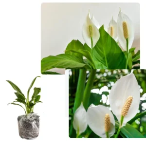Peace Lily Plant Indoor Live, Well Rooted Peace Lily House Plant, White Flower, Plant Peace Lily Houseplant