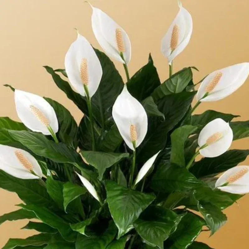 Peace Lily
