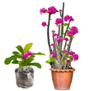 Euphorbia Milii Live Plant, Crown of Thorns Live Plant, Mix Flower Houseplant, 5-8 Inc Tall, Cold Hardy