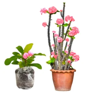 Euphorbia Milii Live Plant, Crown of Thorns Live Plant, Mix Flower Houseplant, 5-8 Inc Tall, Cold Hardy