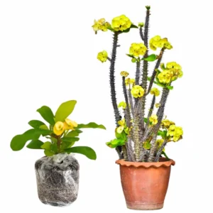 Euphorbia Milii Live Plant, Crown of Thorns Live Plant, Mix Flower Houseplant, 5-8 Inc Tall, Cold Hardy