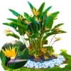Bird of Paradise Plant - Live Tropical Ornamental Houseplant, Indoor and Outdoor Planting, Zones 9-11