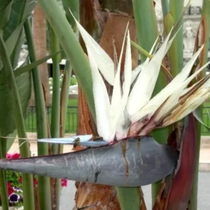 Bird of Paradise Plant - Live Tropical Ornamental Houseplant, Indoor and Outdoor Planting, Zones 9-11