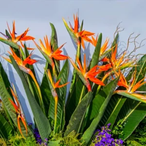 Bird of Paradise Plant - Live Tropical Ornamental Houseplant, Indoor and Outdoor Planting, Zones 9-11