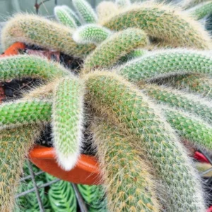 Cactus Monkey Tail Live Plant Starters, Come No Pot, Unique Cacti for Home Decor and Succulent Collections, 3-7 Inc Tall