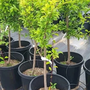 Live Royal Apricot Trees Plant Live, 3 to 4 Feet Tall in Gallon Pot, Big Apricot Trees, Sweet Flavor