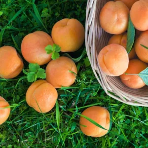 Live Royal Apricot Trees Plant Live, 3 to 4 Feet Tall in Gallon Pot, Big Apricot Trees, Sweet Flavor