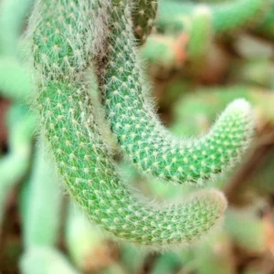 Cactus Monkey Tail Live Plant Starters, Come No Pot, Unique Cacti for Home Decor and Succulent Collections, 3-7 Inc Tall