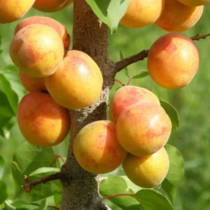 Live Royal Apricot Trees Plant Live, 3 to 4 Feet Tall in Gallon Pot, Big Apricot Trees, Sweet Flavor