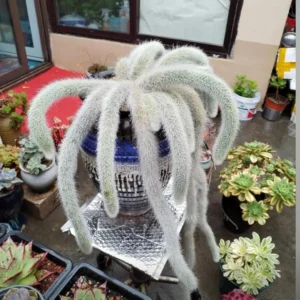 Monkey Tail Cactus Live Plant Starters, Succulent Plant Monkey Tail Well Rooted Cacti for Home Decor and Succulent Collections, Size 4 Inch Pot, Come No Pot