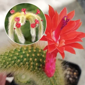 Monkey Tail Cactus Live Plant Starters, Succulent Plant Monkey Tail Well Rooted Cacti for Home Decor and Succulent Collections, Size 4 Inch Pot, Come No Pot