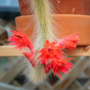 Monkey Tail Cactus Live Plant Starters, Succulent Plant Monkey Tail Well Rooted Cacti for Home Decor and Succulent Collections, Size 4 Inch Pot, Come No Pot