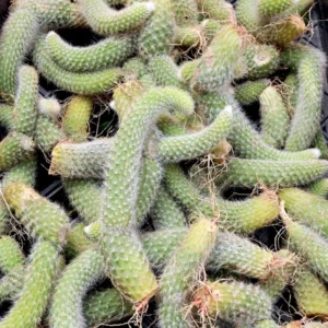 Monkey Tail Cactus Live Plant Starters, Succulent Plant Monkey Tail Well Rooted Cacti for Home Decor and Succulent Collections, Size 4 Inch Pot, Come No Pot