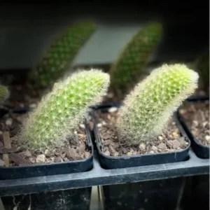 Monkey Tail Cactus Live Plant Starters, Succulent Plant Monkey Tail Well Rooted Cacti for Home Decor and Succulent Collections, Size 4 Inch Pot, Come No Pot