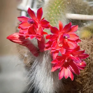 Monkey Tail Cactus Live Plant Starters, Succulent Plant Monkey Tail Well Rooted Cacti for Home Decor and Succulent Collections, Size 4 Inch Pot, Come No Pot