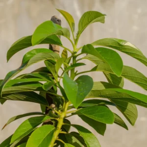 Avocado Plants Live, Hass Avocado Treess Live Plants, 8-10