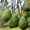 Avocado Plants Live, Hass Avocado Treess Live Plants, 8-10" from Bottom Pot, Avacadoes Fruits Trees Cold Hardy, Seedlings Avocado