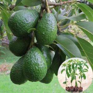 Hass Avocado Treess Live Plants, 6 Months Old 8-10" from Bottom Pot, Avacadoes Fruits Trees Cold Hardy, Seedlings Avocado Plants Live