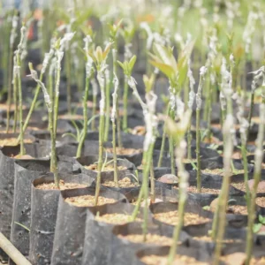 Hass Avocado Treess Live Plants, 6 Months Old 8-10