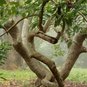 Hass Avocado Treess Live Plants, 6 Months Old 8-10