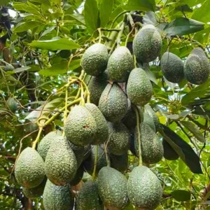 Hass Avocado Trees Plant 8-10