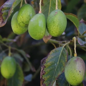 Hass Avocado Trees Plant 8-10