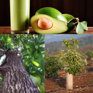 Hass Avocado Trees Plant 8-10