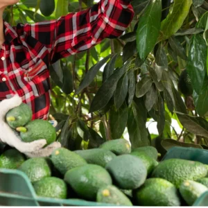 Hass Avacadoes Fruits Trees Live Plants, 8-12