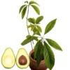 Hass Avacadoes Fruits Trees Live Plants, 8-12" In Height Grow Indoor Outdoor, Seedlings Avocado Trees, Cold Hardy Avocado Plants Live