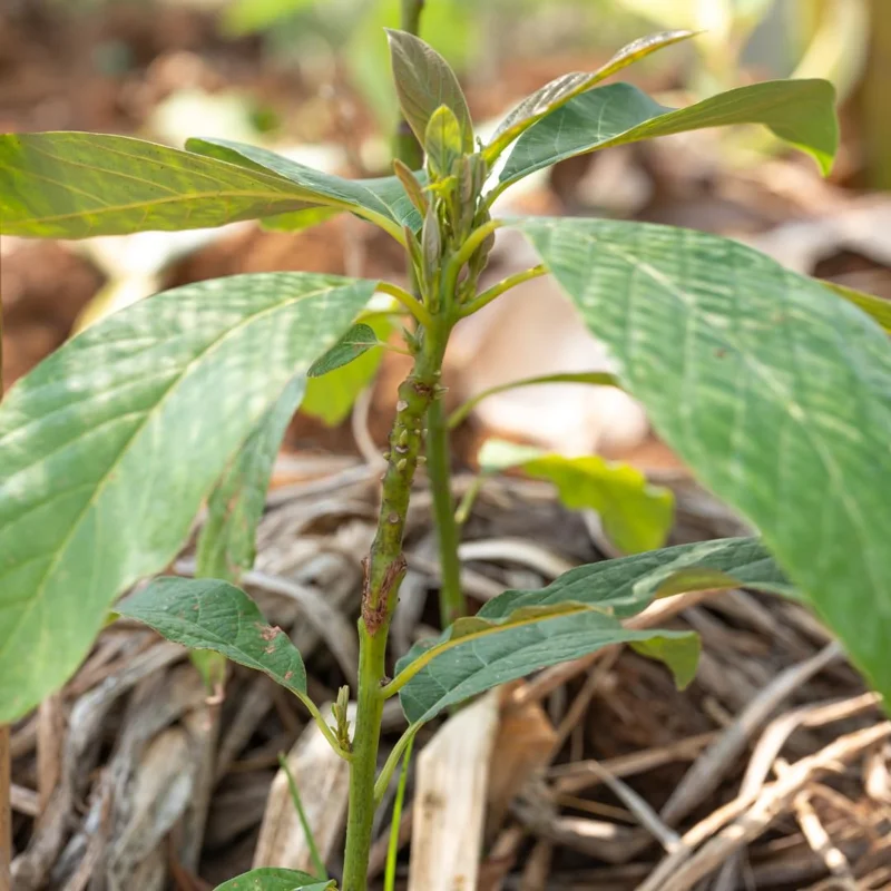 2 Live Treess Avocado Plants, Hass Avocado Trees 8 To 10 Inc Tall from Bottom Pot, Cold Hardy, Seedlings Avocadoes Fruits Trees for Planting