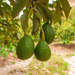 2 Live Treess Avocado Plants, Hass Avocado Trees 8 To 10 Inc Tall from Bottom Pot, Cold Hardy, Seedlings Avocadoes Fruits Trees for Planting