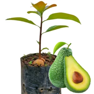 Pack 2 Hass Avocados Treess Live Plant, Cold Hardy Fast Growing Avocadoes Fruits Treess, 8-10
