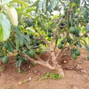 Pack 2 Hass Avocados Treess Live Plant, Cold Hardy Fast Growing Avocadoes Fruits Treess, 8-10