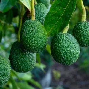 Pack 2 Hass Avocados Treess Live Plant, Cold Hardy Fast Growing Avocadoes Fruits Treess, 8-10