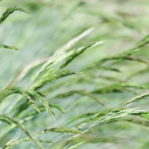 2 Pack Blue Fescue Grass Plants, 6-8 Inch Tall from Bottom Pot, 4 Inch Pot - Blue Ornamental Grass for Ground Cover and Landscape Design